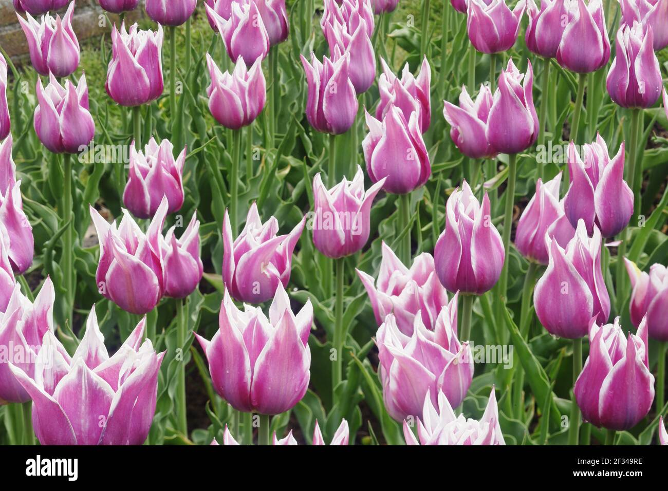 Tulip 'Ballade'Keukenhof Gardens Netherlands PL001595 Stock Photo