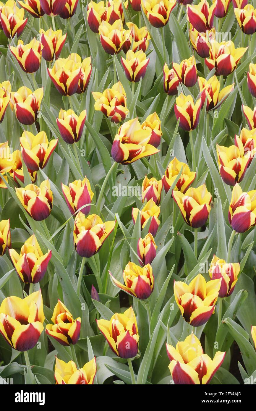 Tulip 'Gavota'Keukenhof Gatdens Netherlands PL001621 Stock Photo
