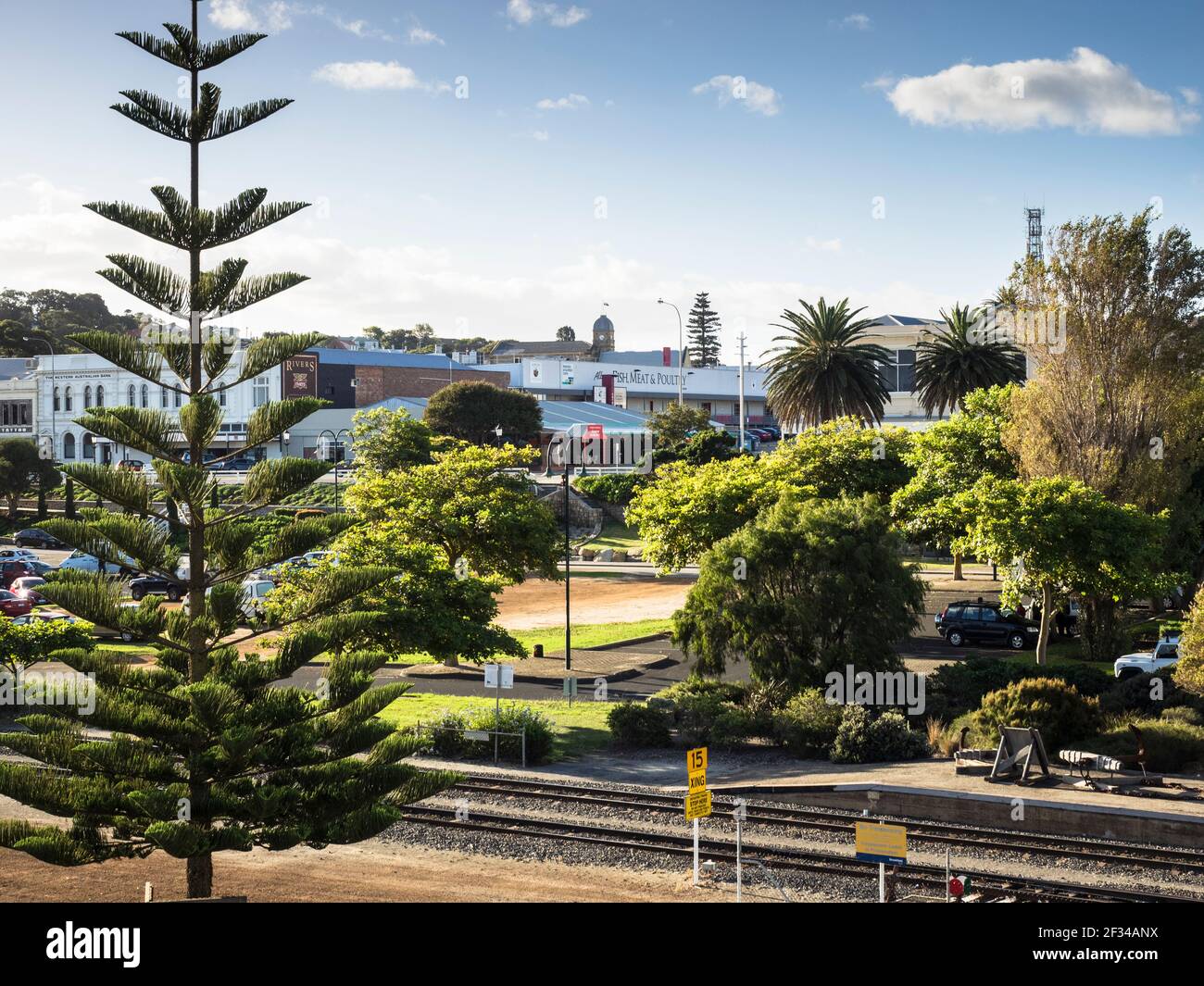 Norfolk Island Pine (Araucaria heterophylla, Araucaria excelsa), ornamental  tree on street side, Stock Photo, Picture And Rights Managed Image. Pic.  BWI-BS303950