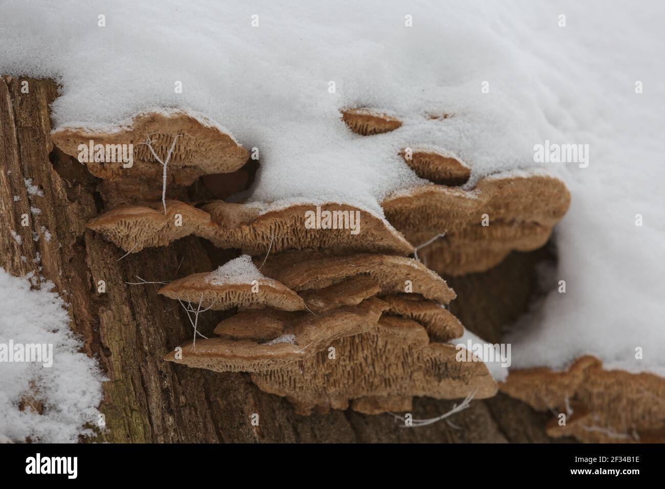 Close-up of a rotten stump with tree mushrooms covered by snow on a horizontal trunk during a winter in Czech republic. Stock Photo