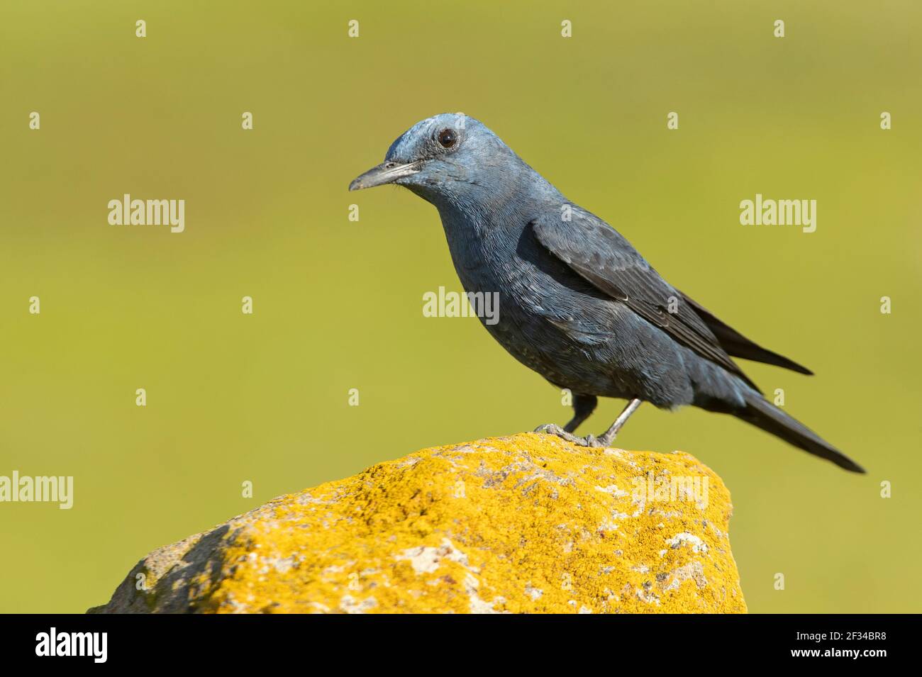 Blue rock thrush male in rutting plumage with the last light of day in ...