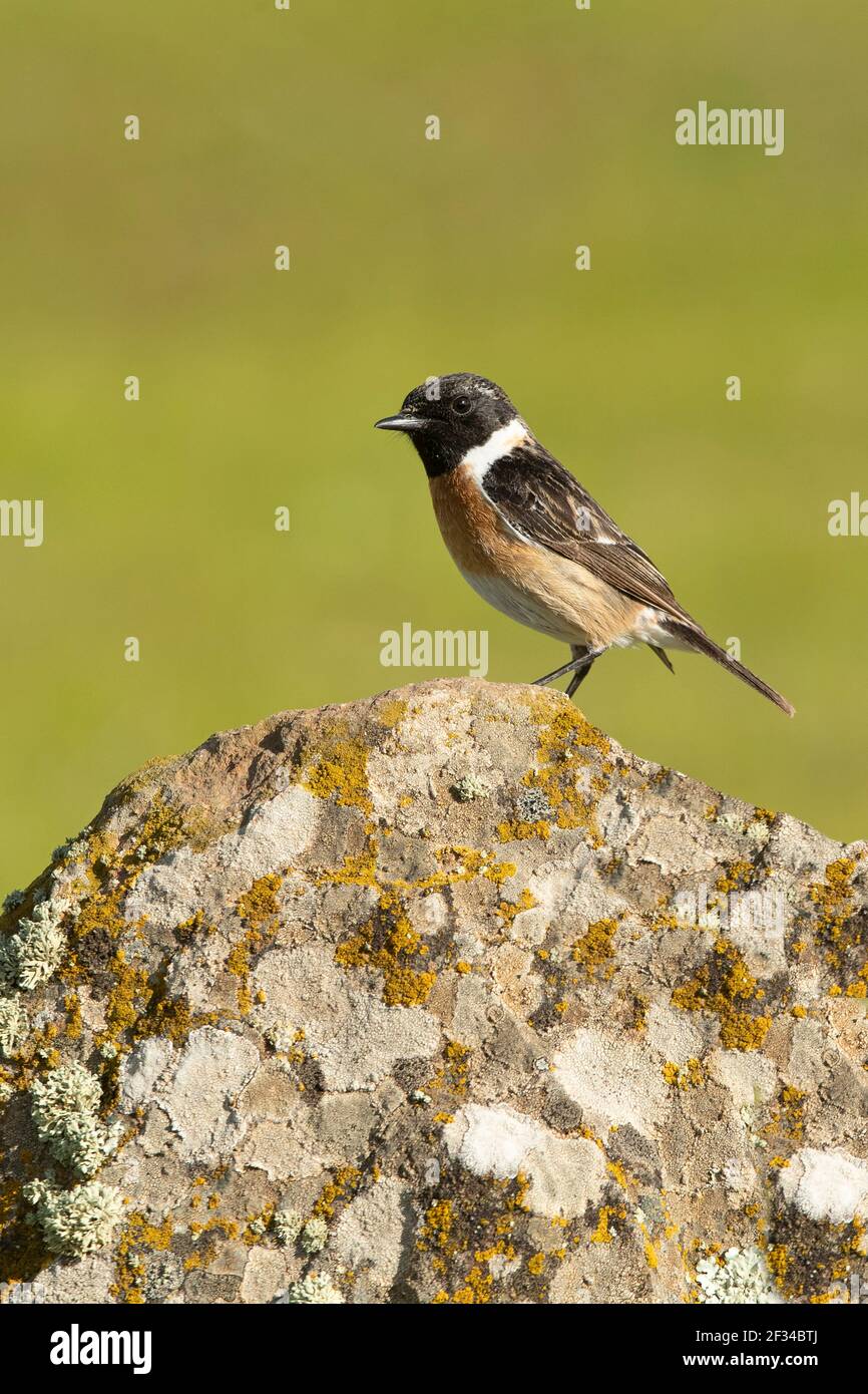 Common stonechat male in rutting plumage with the last light of day in ...