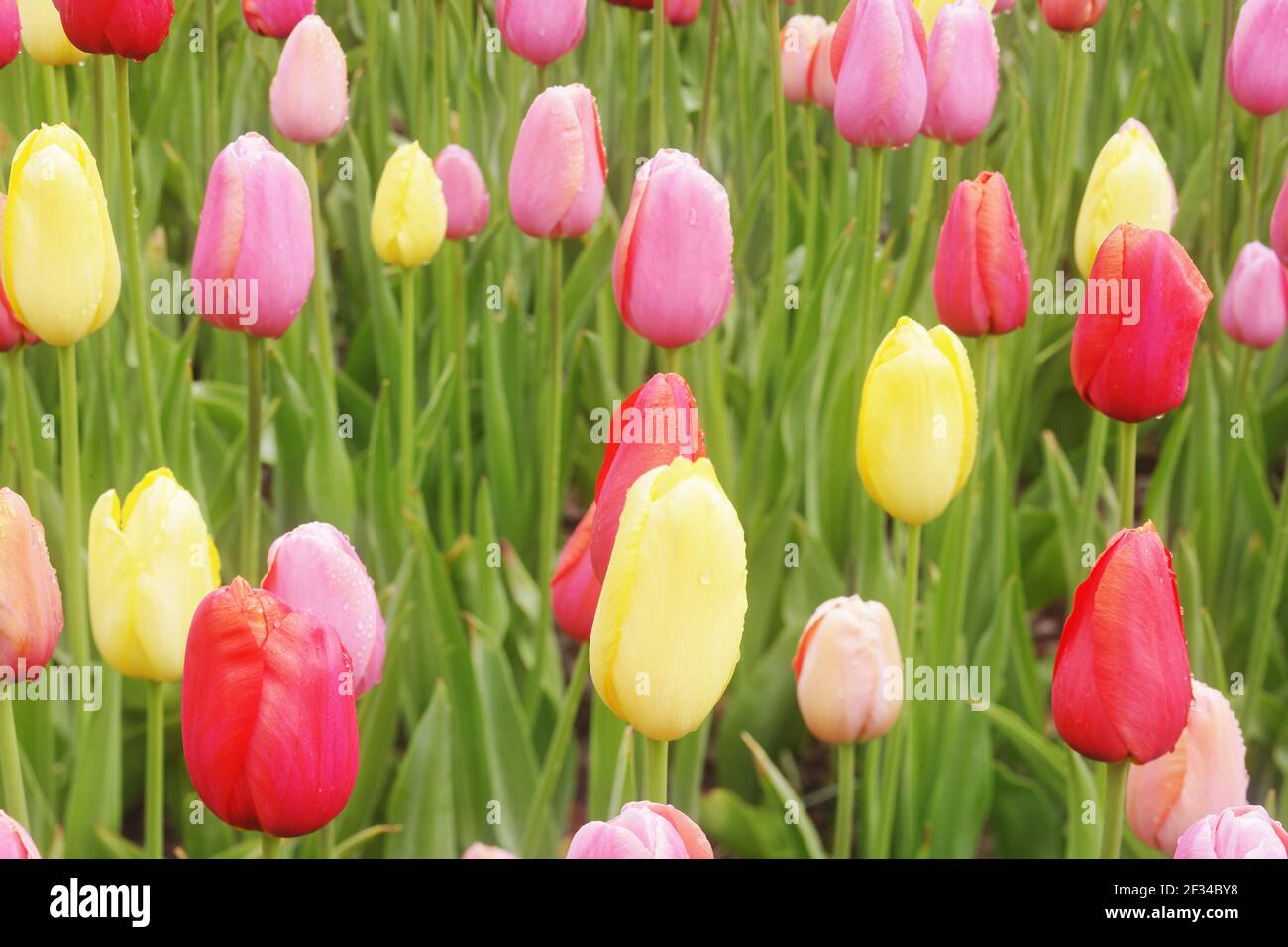 World famous flower garden hi-res stock photography and images 
