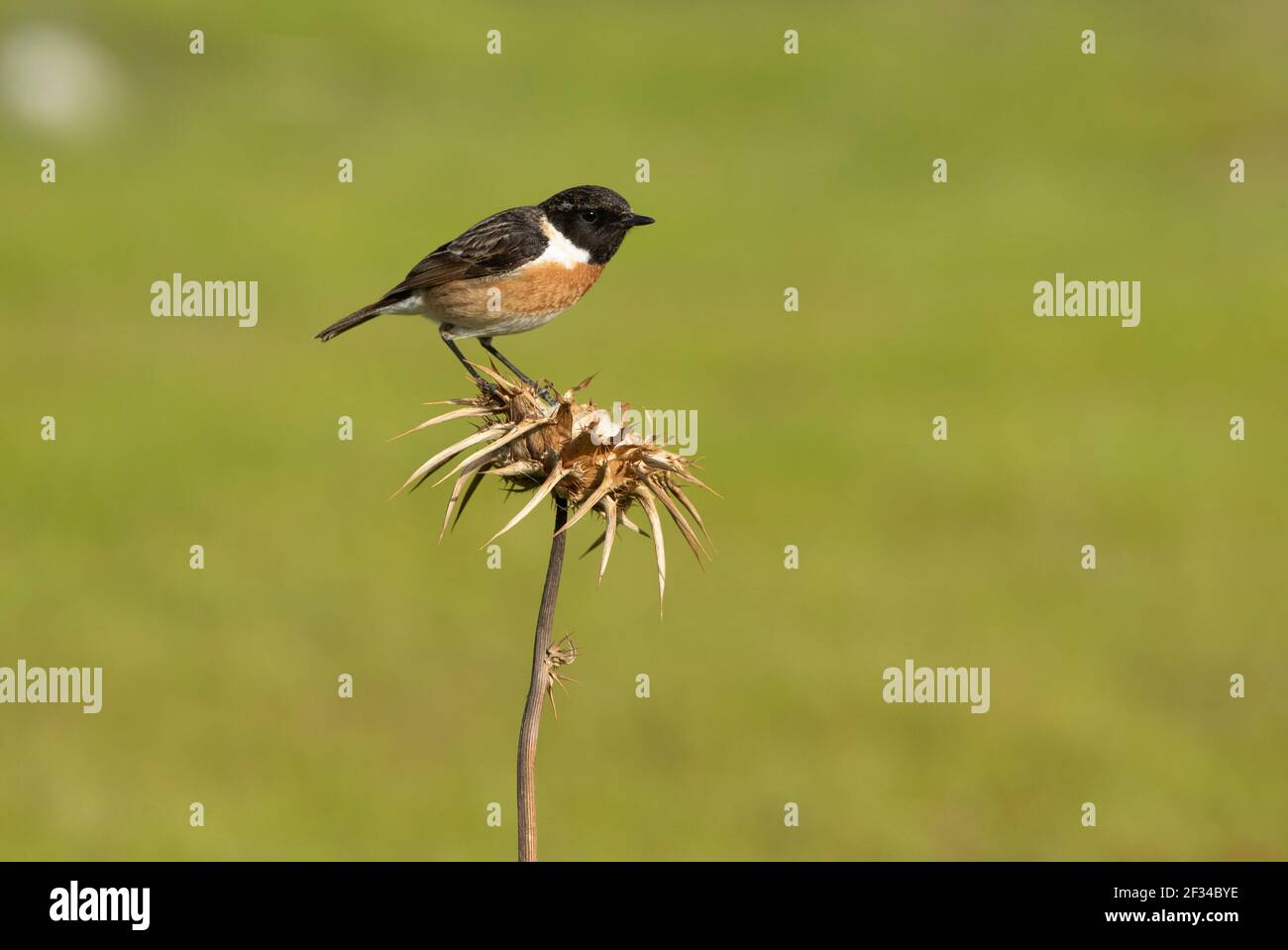 Common stonechat male in rutting plumage with the last light of day in ...
