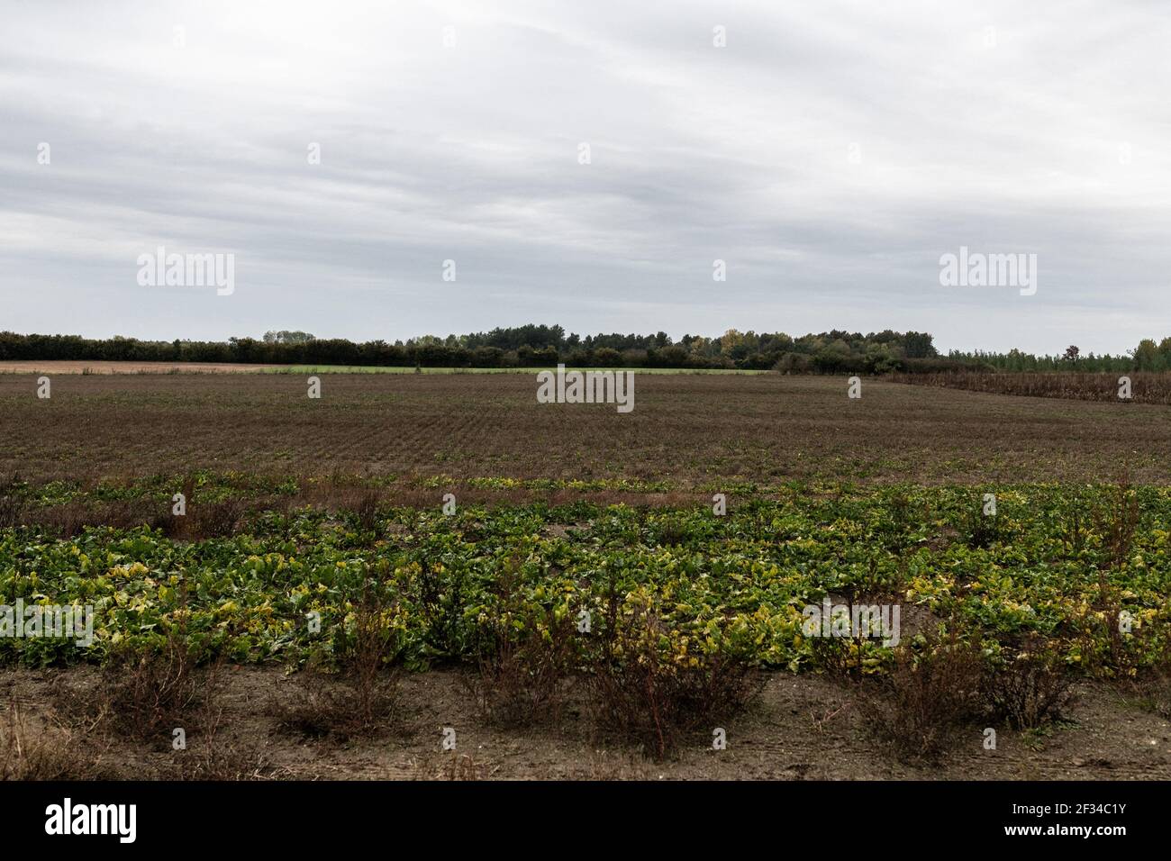 File photo dated October 20, 2020 - A field of organic beetroots with plants contaminated by the jaundince disease, caused by the spreading of green aphids. Sick beetroots an be spotted by the yellow leaves instead of green. Laffaux , France. The Council of State validated the temporary authorization of the use of neonicotinoids for sugar beets on Monday. The government's decree on this explosive issue, which is opposed by environmental associations, is 'contrary neither to the Constitution nor to European law,' the institution said. Photo by Dabiel Derajinski/ABACAPRESS.COM Stock Photo