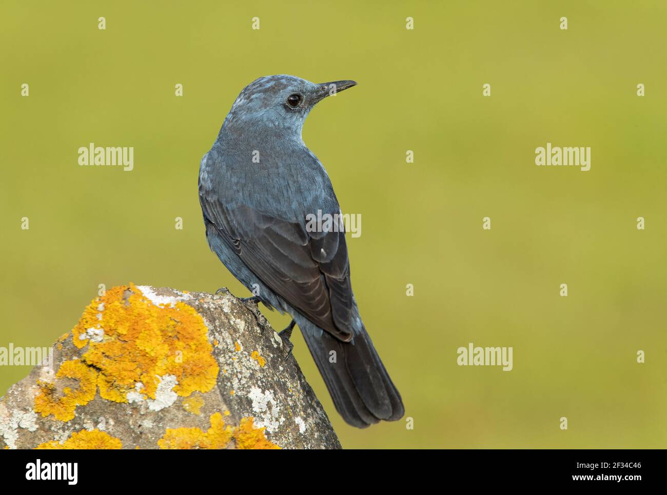 Blue rock thrush male in rutting plumage with the last light of day in ...