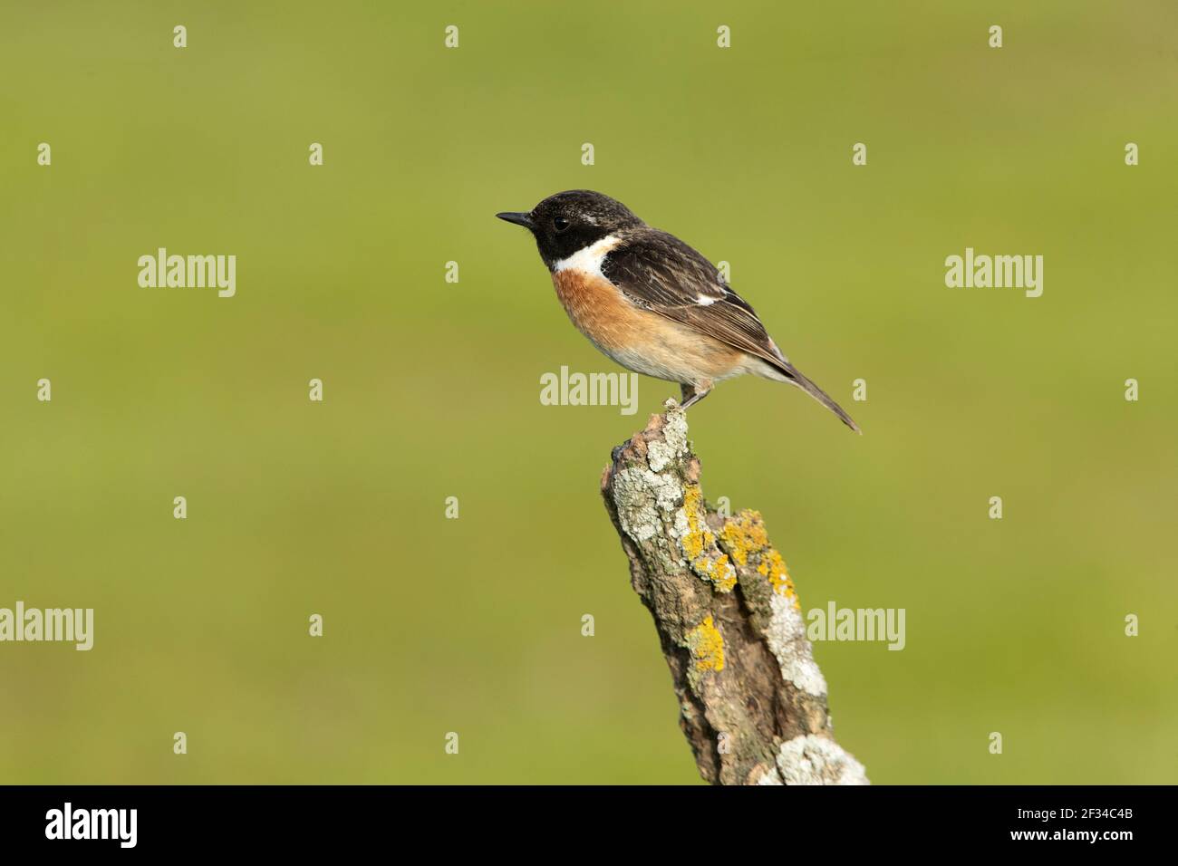 Common stonechat male in rutting plumage with the last light of day in ...