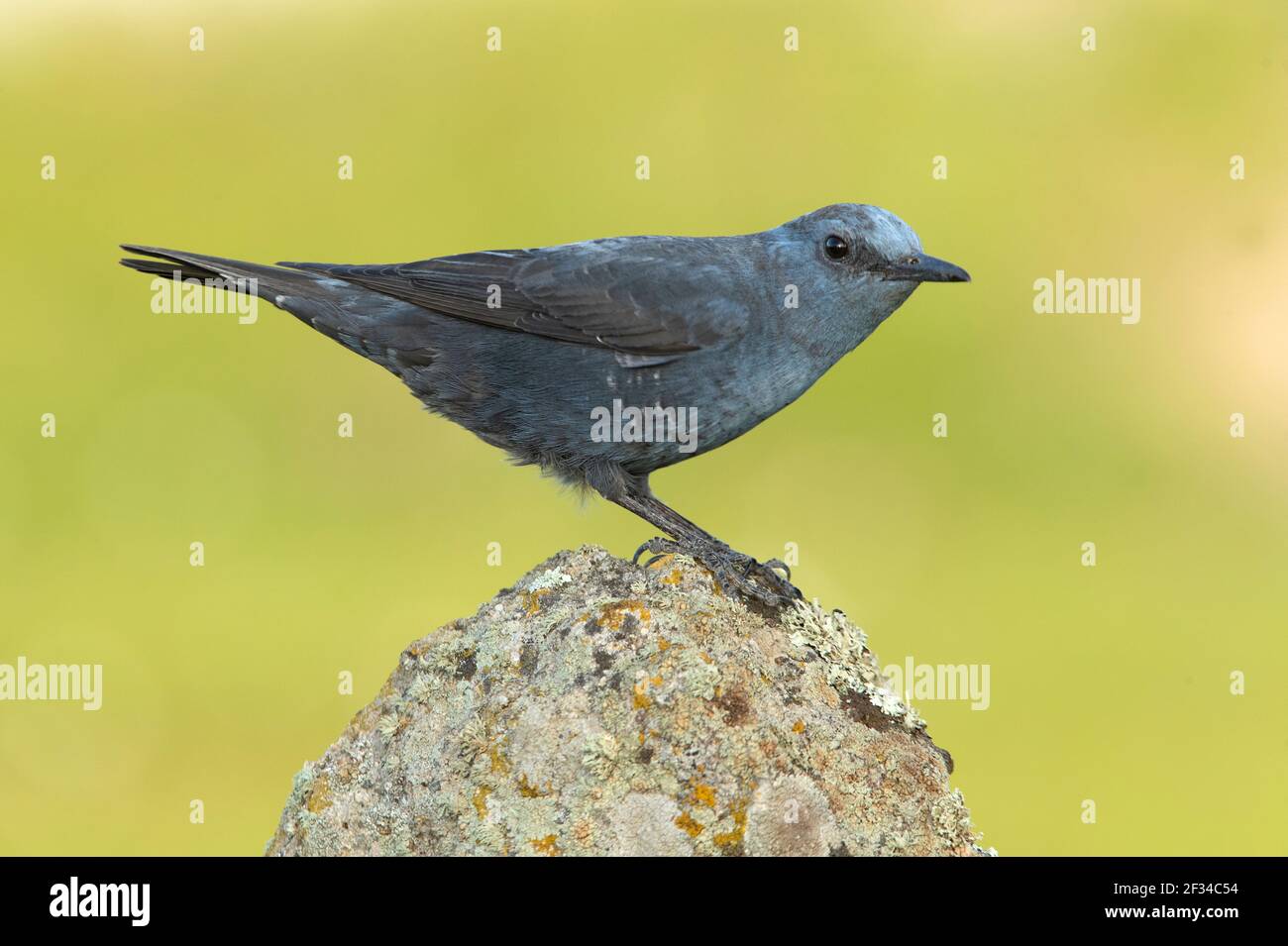 Blue rock thrush male in rutting plumage with the last light of day in ...