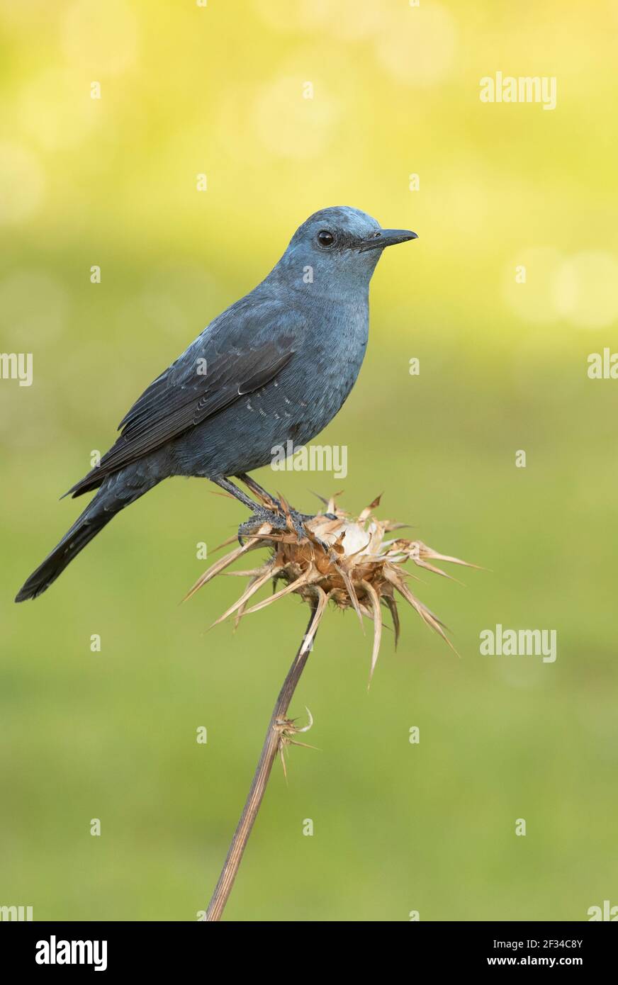 Blue rock thrush male in rutting plumage with the last light of day in ...