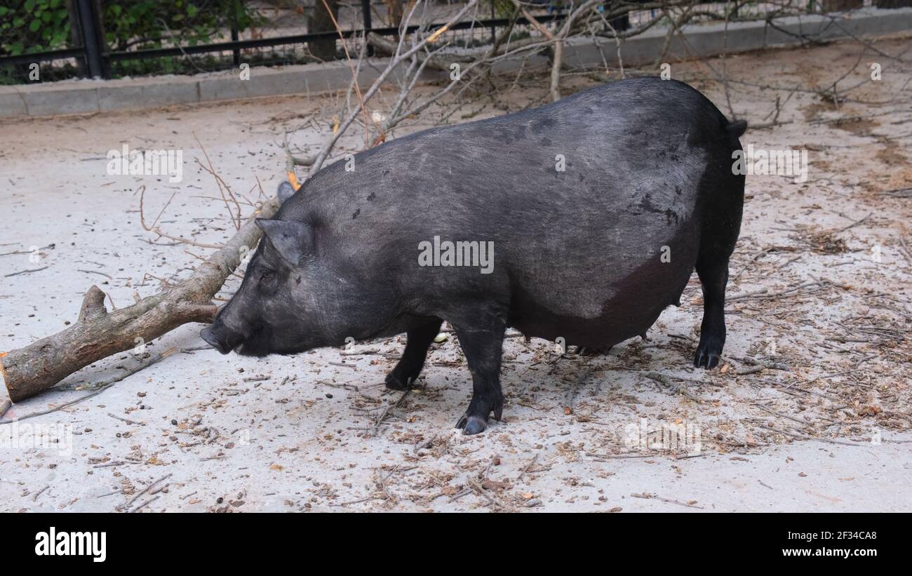 Black pig with horns in the meadow at the farm. Raising cattle on a ranch, pasture. Stock Photo