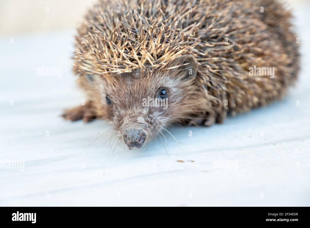 Happy spiky hedgehog being photographed Stock Photo Alamy