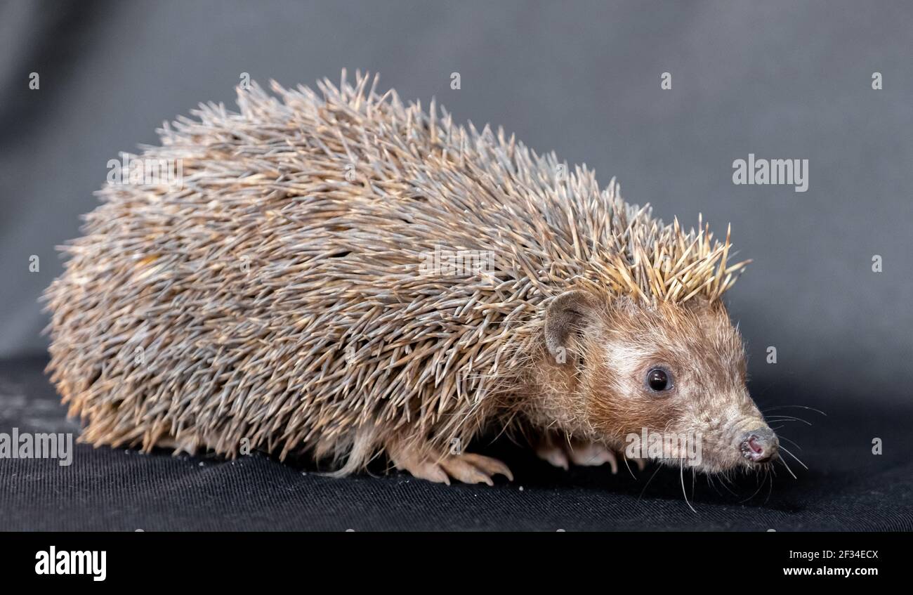 Happy spiky hedgehog being photographed Stock Photo