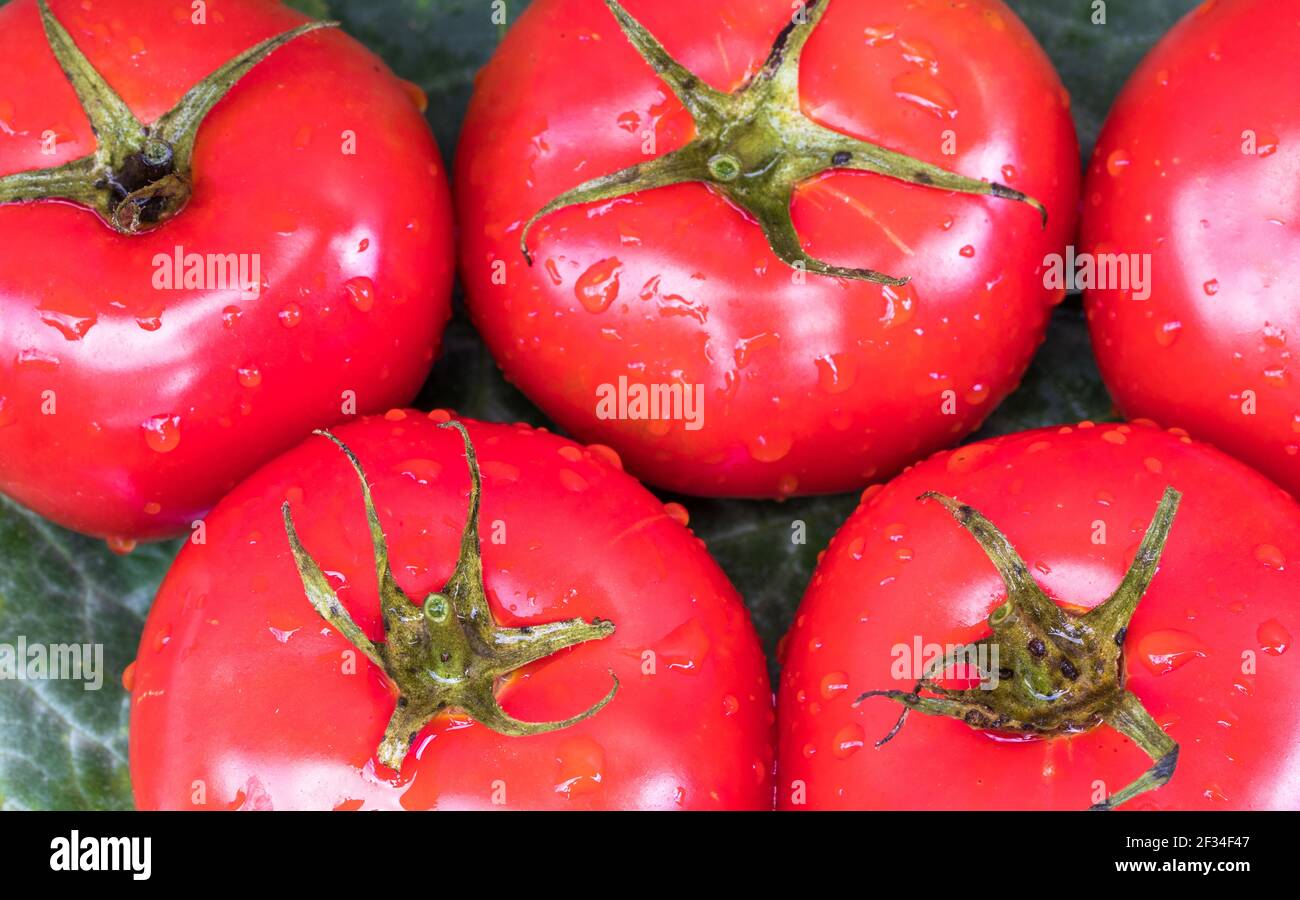 A closeup shot of fresh ripe tomatoes covered with water drops Stock ...