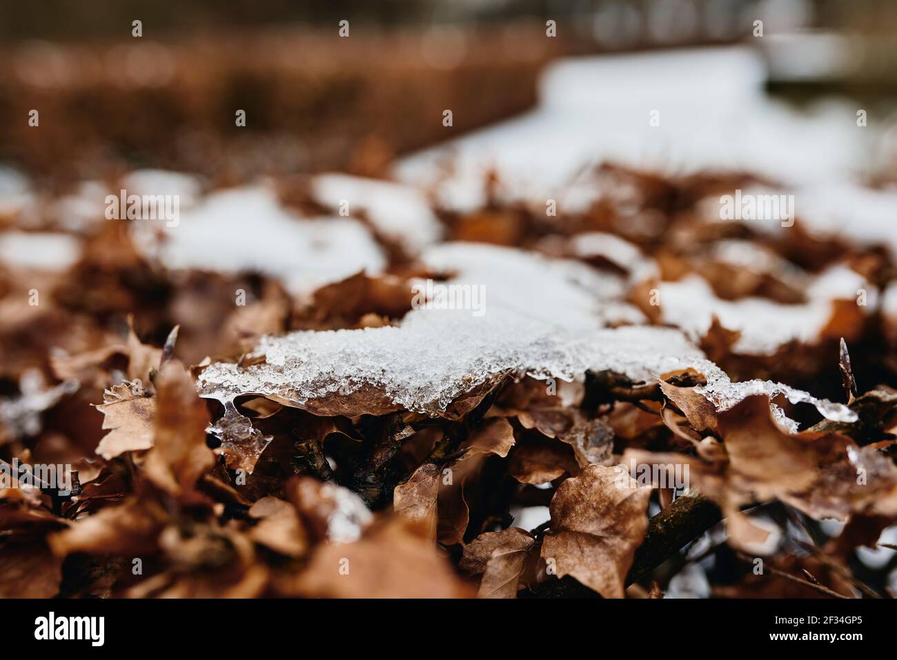 brown dried leaf in snow on ground Stock Photo