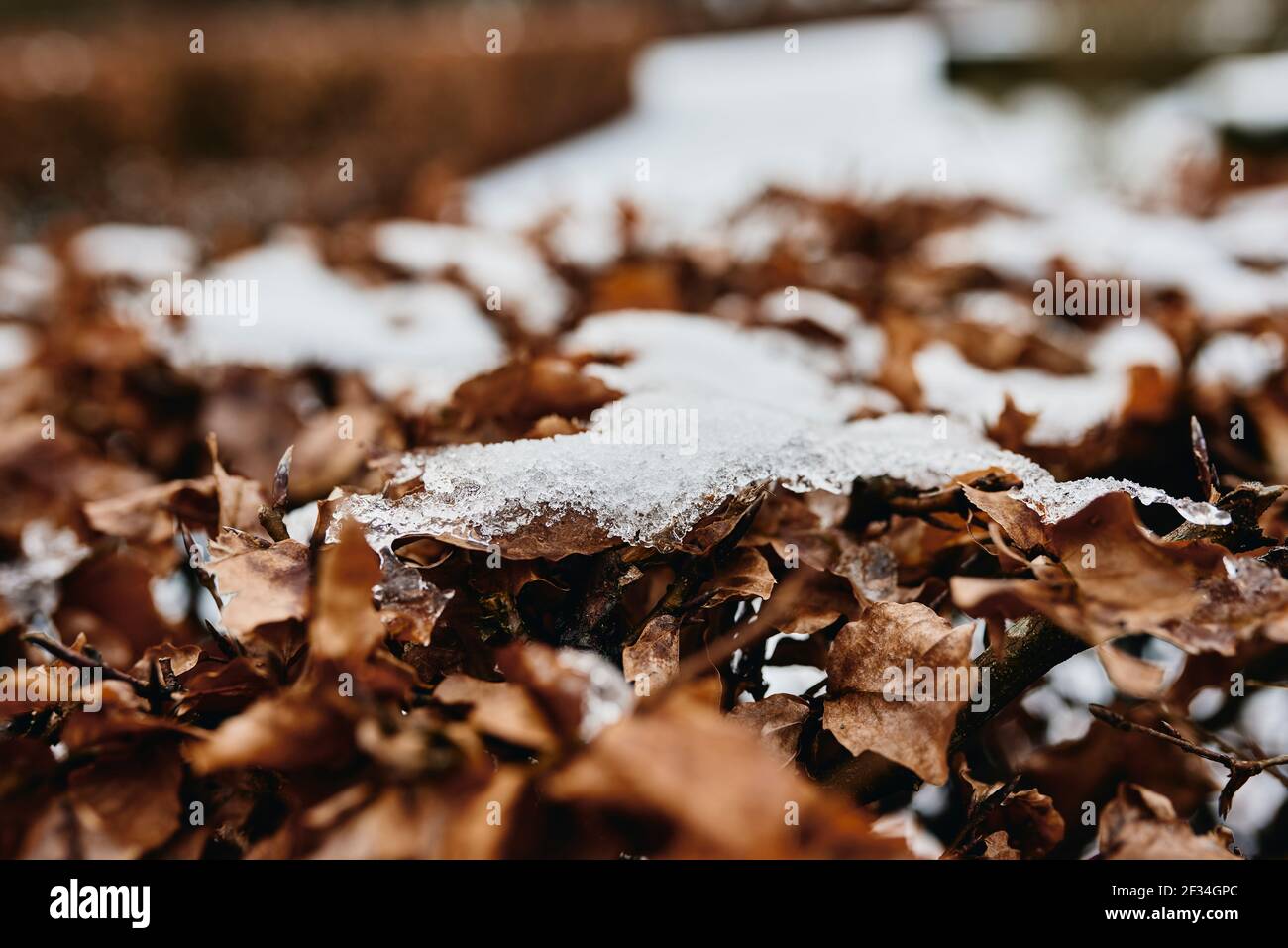 brown dried leaf in snow on ground Stock Photo