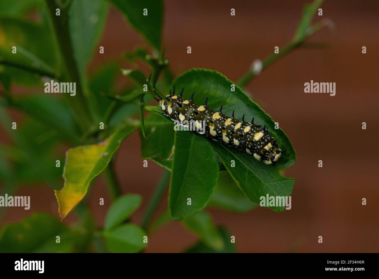 Young Larva or caterpillar of Citrus orchard butterfly. Stock Photo