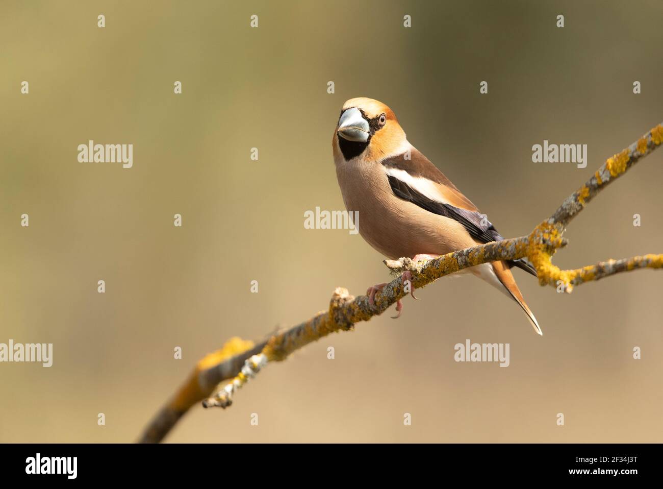 male-hawfinch-at-first-light-of-day-with-rutting-plumage-in-his