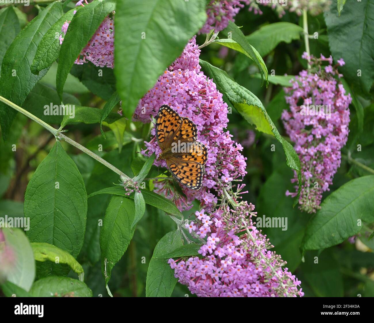Inflorescence of a butterfly bush with Speyeria aglaja Stock Photo