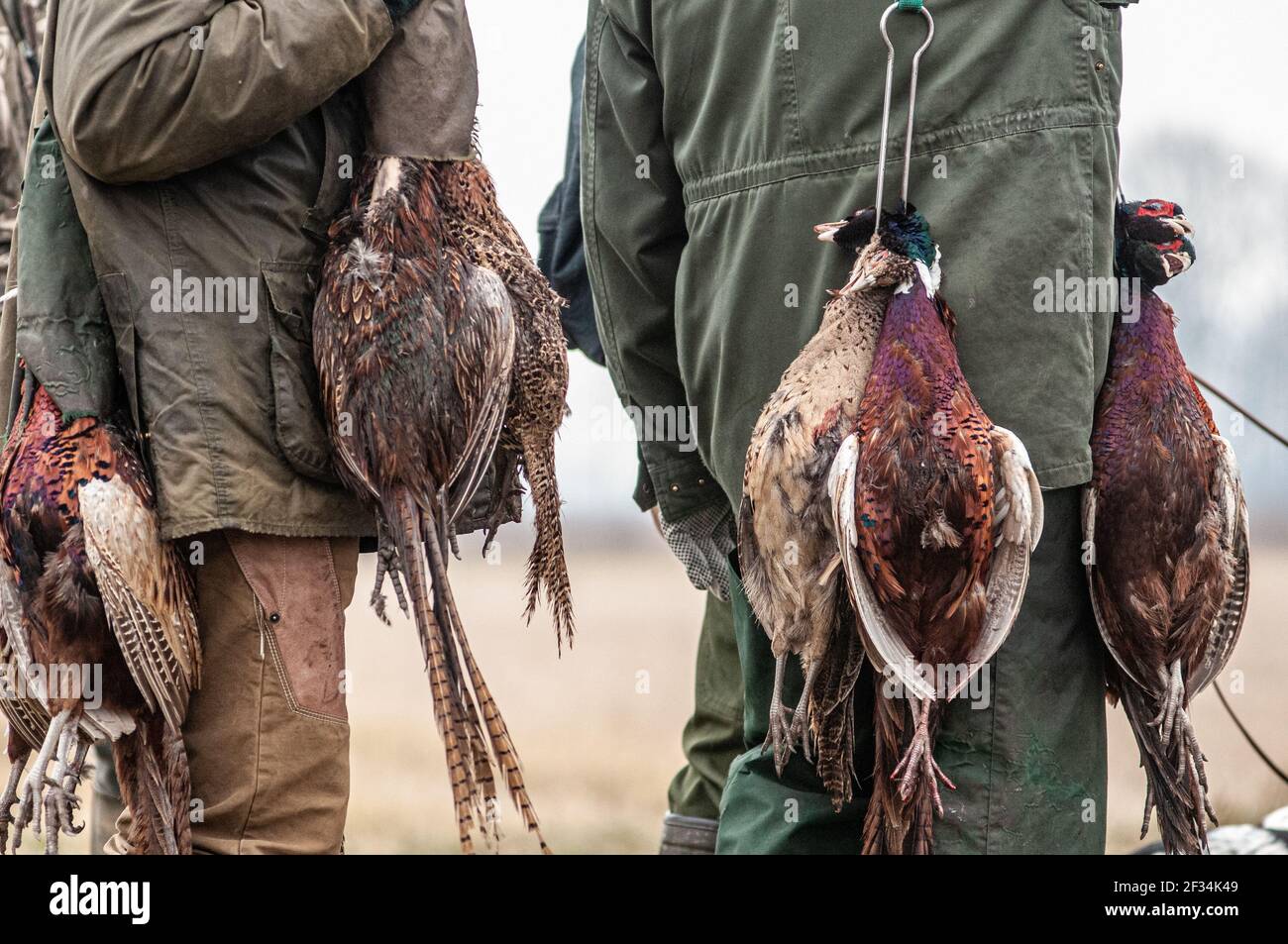 Gamekeepers with many dead pheasant hanging from their shoulders. Close up on dead birds Stock Photo