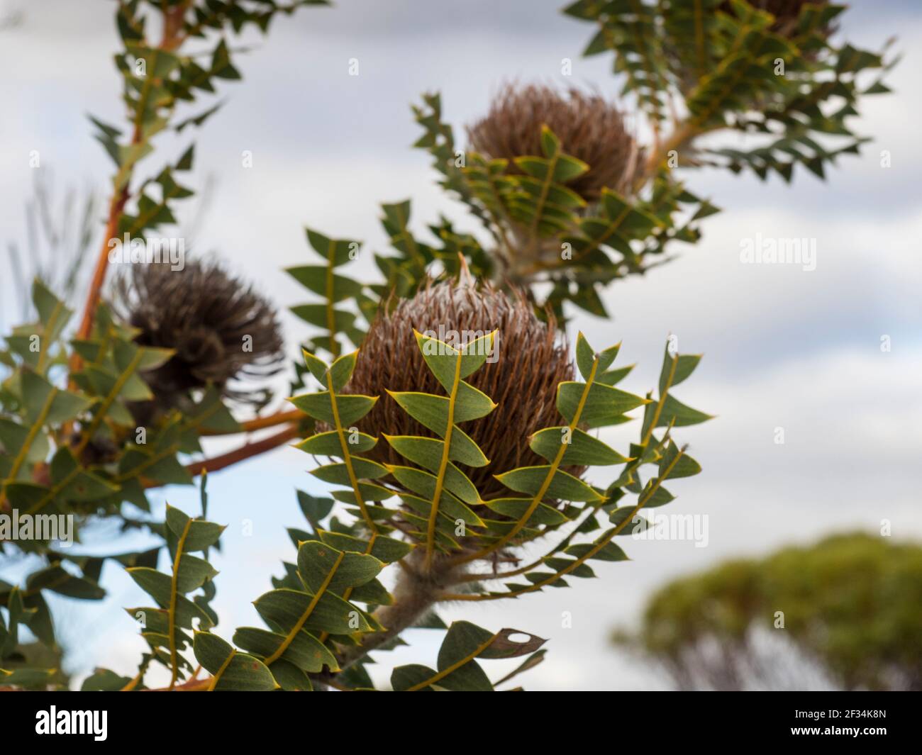 Baxter's (or bird's nest) banksia (Banksia baxteri),  Fitzgerald River National Park,  Western Australia Stock Photo