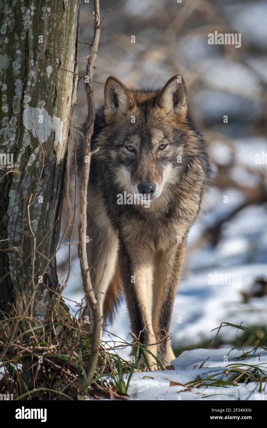 Wolf in the forest up close. Wildlife scene from winter nature. Wild ...