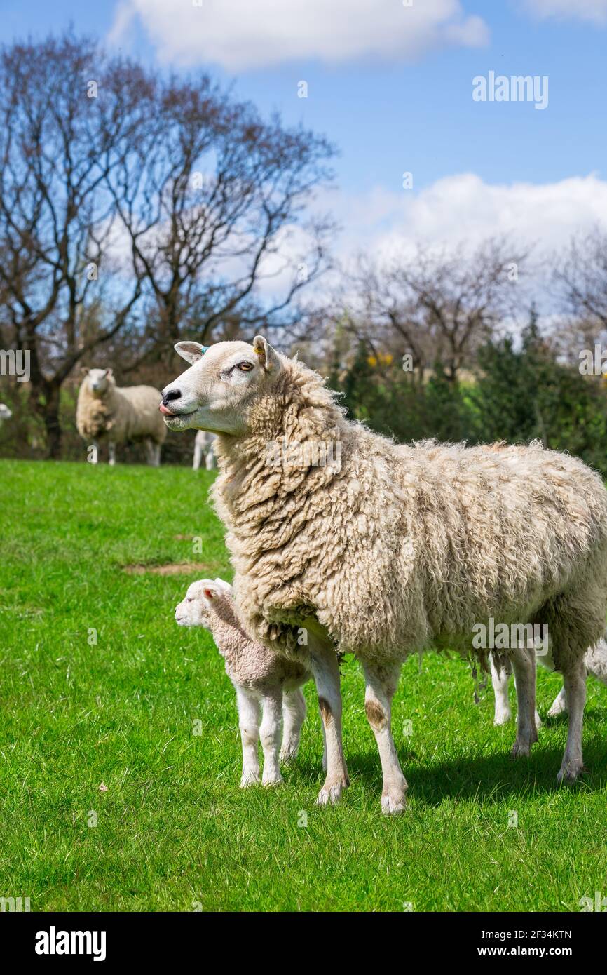 sheep ewe and single lamb in green british farming field Stock Photo
