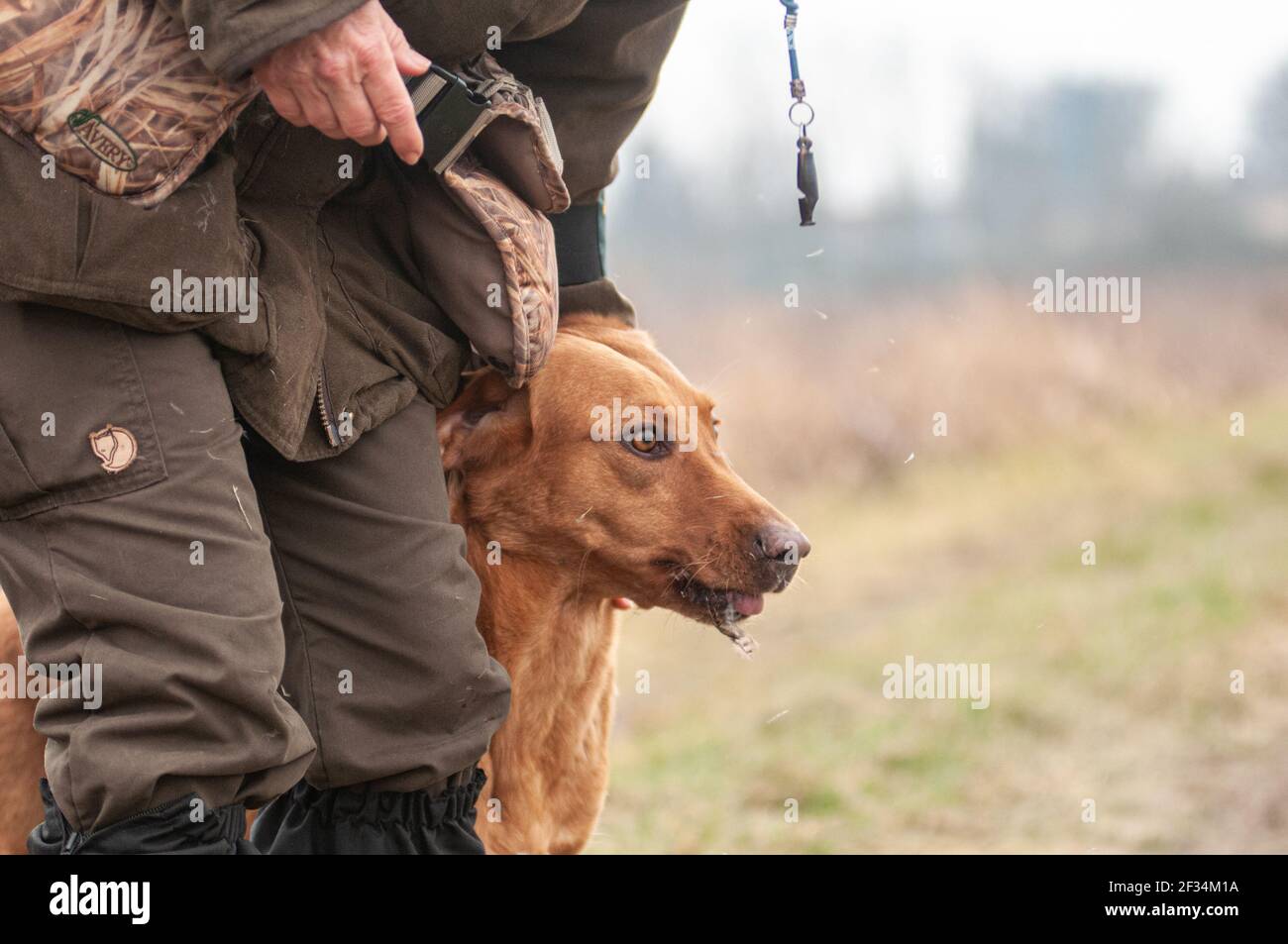 Red fox Labrador Retriever is spitting pheasant feathers. The dog trainer is petting the dog Stock Photo