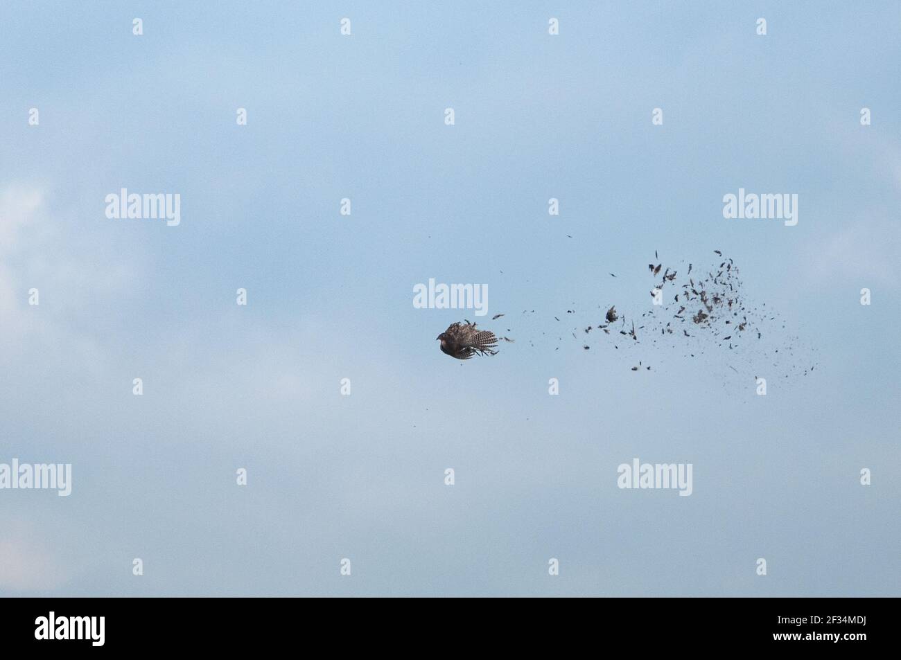 Pheasant Falling Female pheasant being shot in the air. Feathers falling off Stock Photo ...