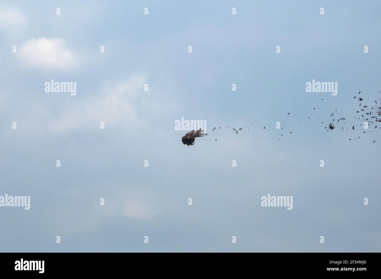 Female pheasant being shot in the air. Feathers falling off Stock Photo