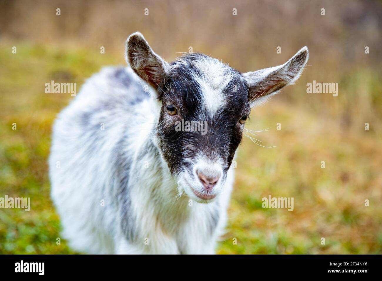 Baby goat looking at the camera hires stock photography and images Alamy