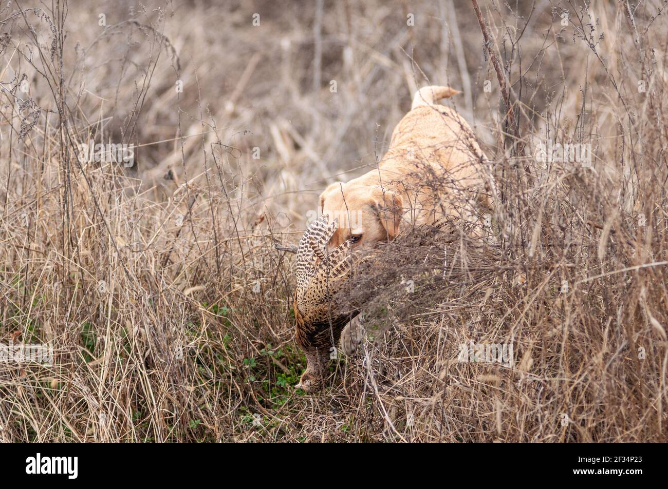 Yellow labrador retriever is retrieving a dead pheasant in the high grass. Winter scenery, dog performing difficukt retrieve Stock Photo