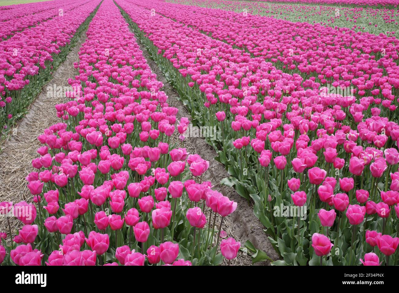 Tulip flower field holland hi-res stock photography and images - Alamy