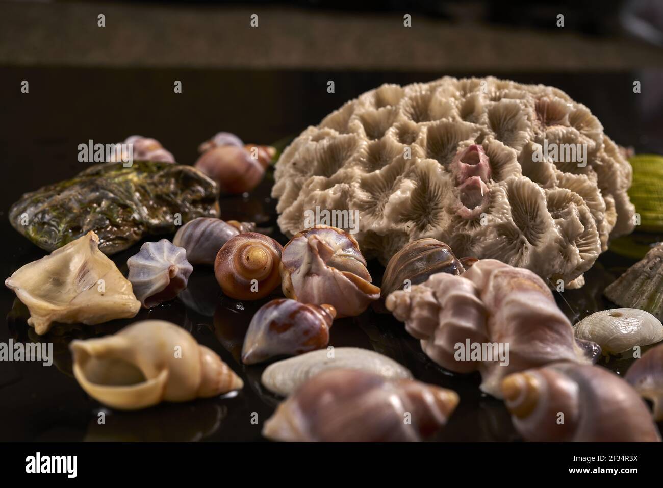 Different kinds sea shells hi-res stock photography and images - Alamy