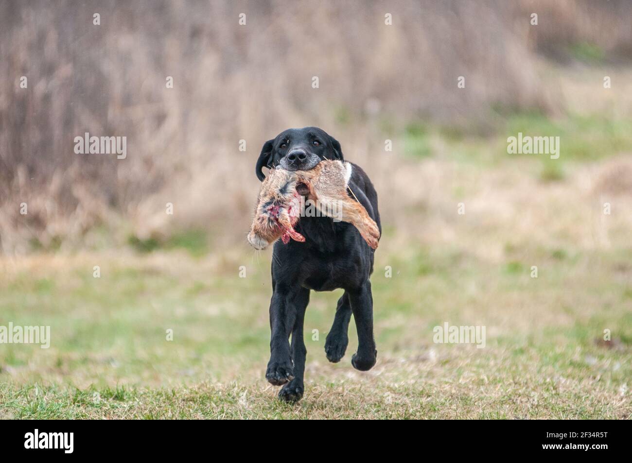 Black lab hunting hires stock photography and images Alamy