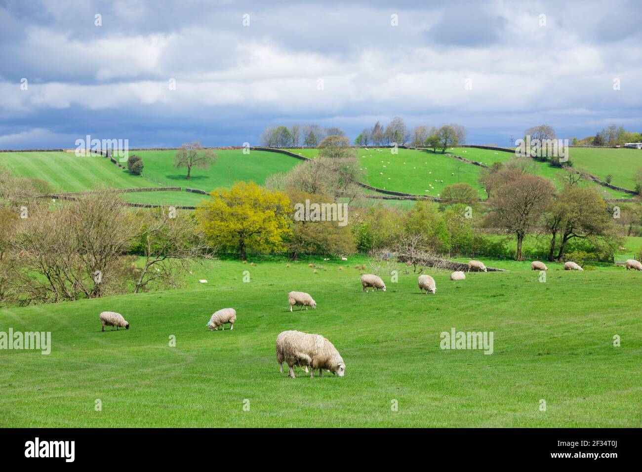 livestock farming Flock of sheep in green grass field grazing on the ...