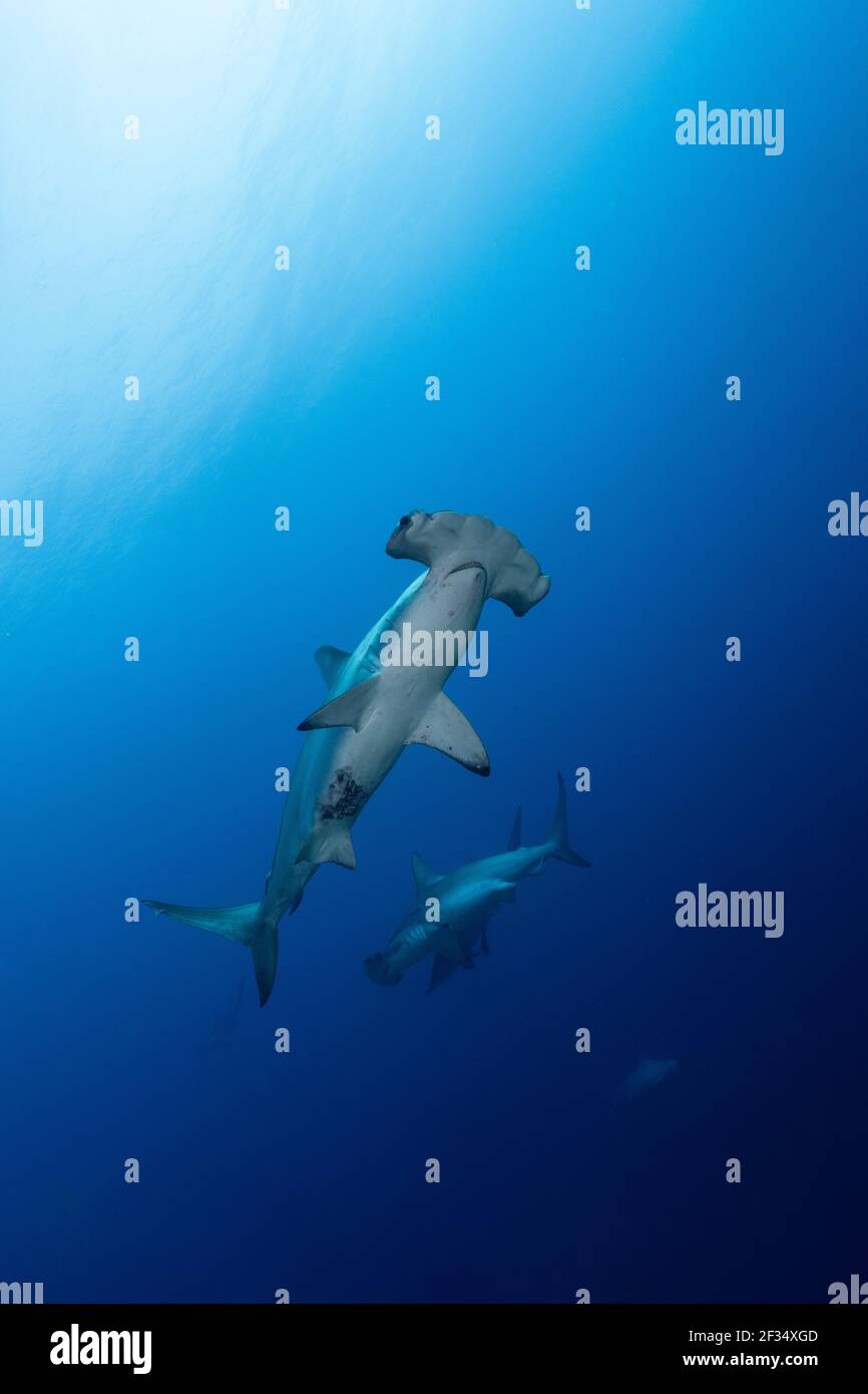 Scalloped hammerhead shark at Darwin's Arch, Galapagos Islands of Ecuador Stock Photo Alamy