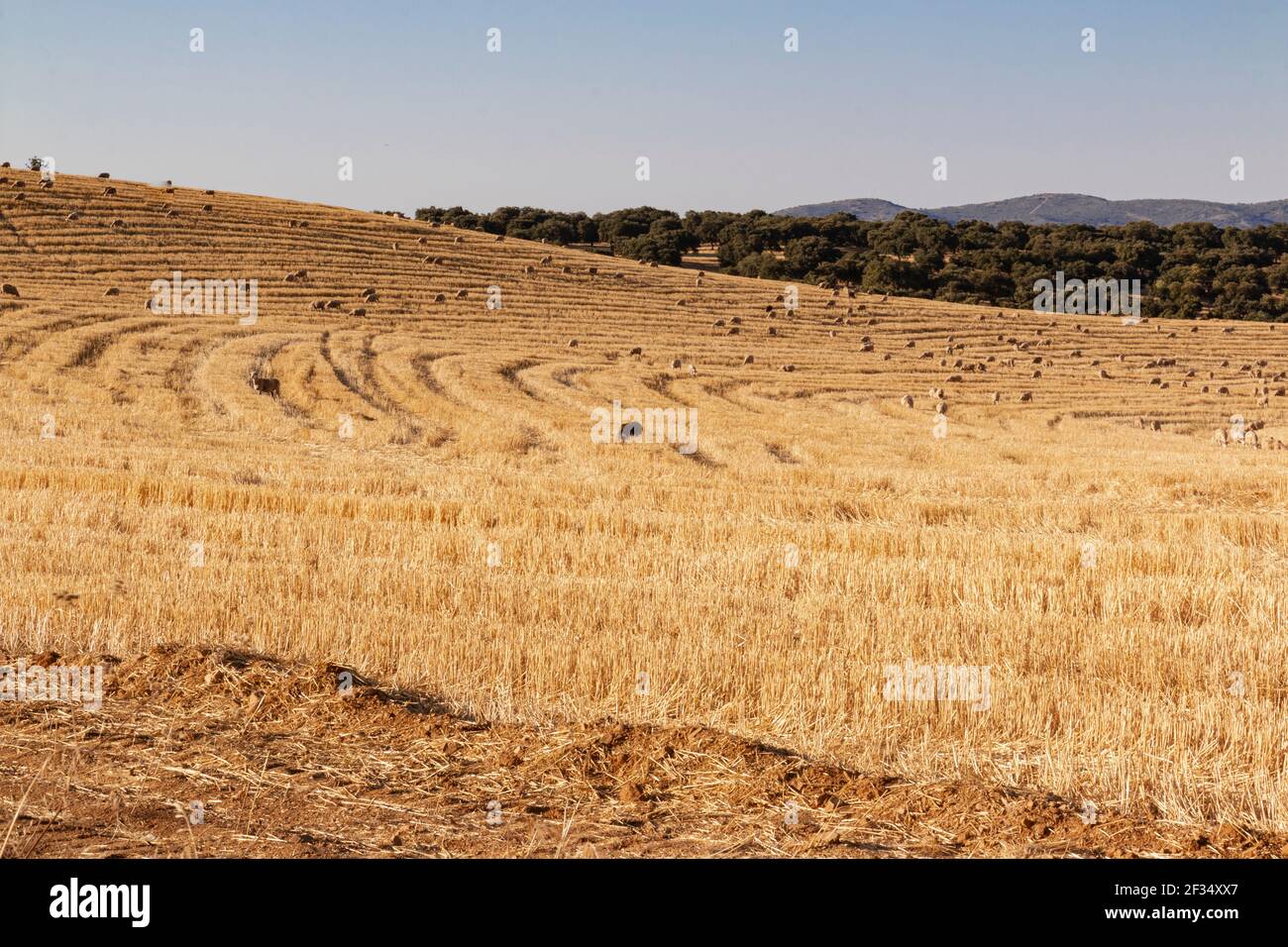 sheep grazing cereals on a farm at sunset in southern Andalusia, Spain Stock Photo
