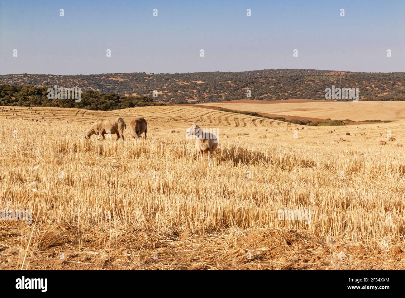 sheep grazing cereals on a farm at sunset in southern Andalusia, Spain Stock Photo