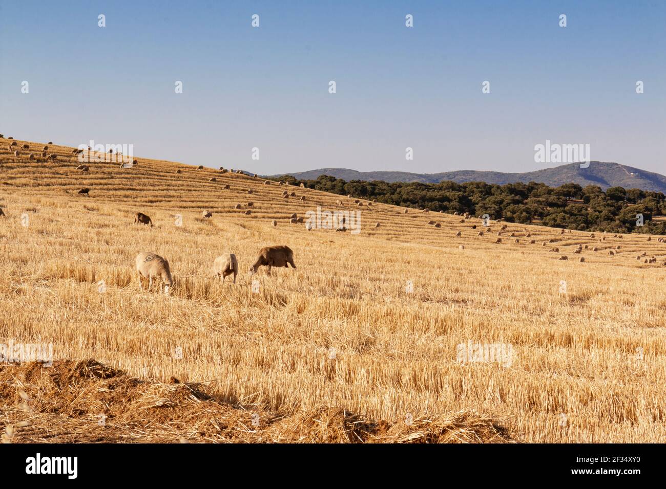 sheep grazing cereals on a farm at sunset in southern Andalusia, Spain Stock Photo