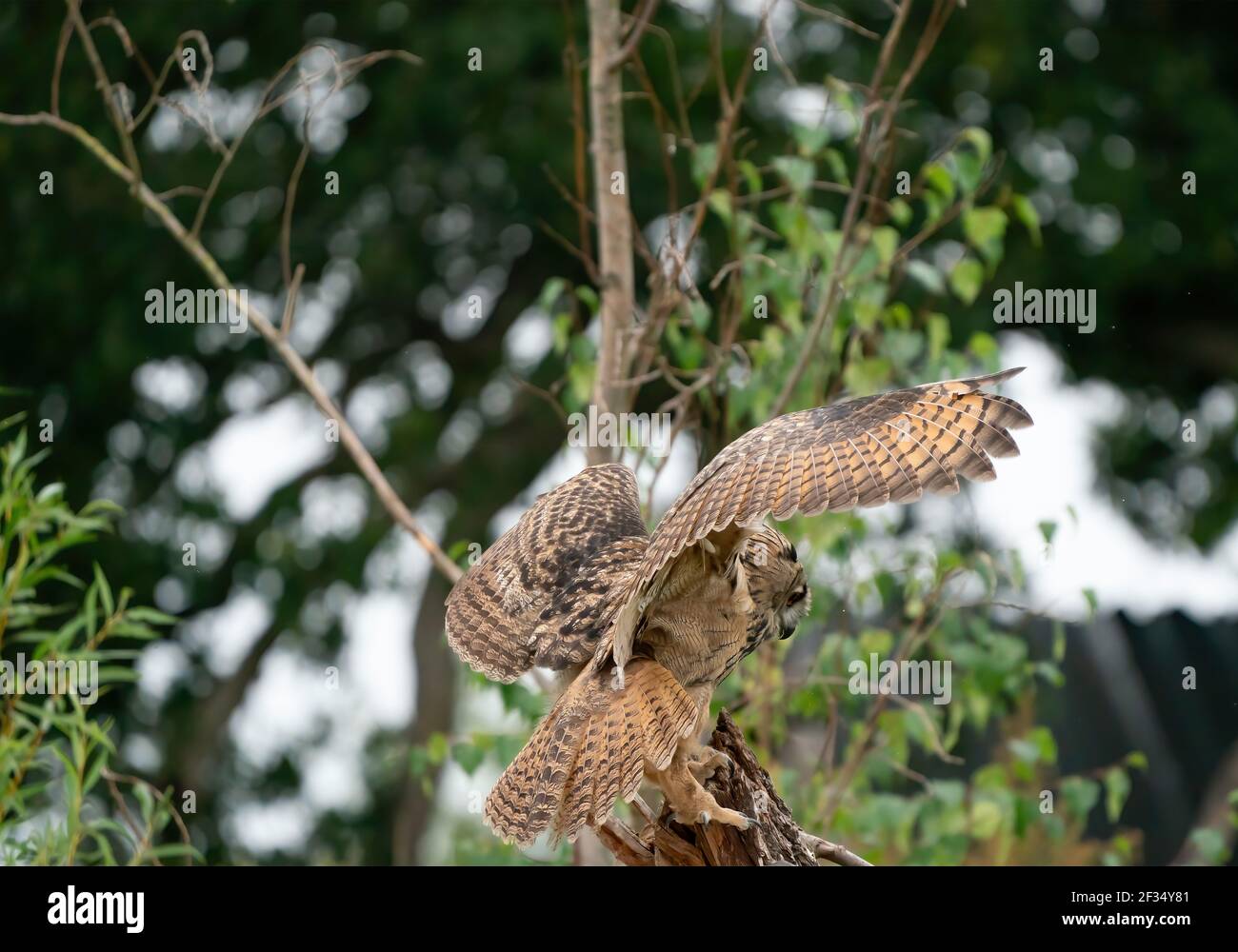 A Eurasian Eagle Owl or Eagle Owl. Land on a stump. With spread wings ...