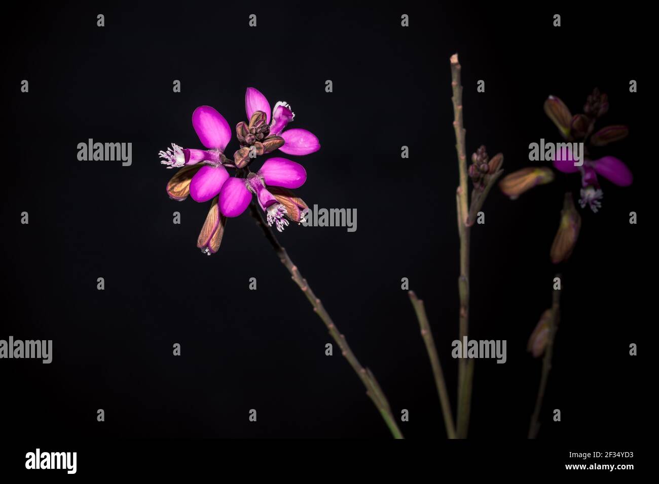 (Polygala myrtifolia) Myrtle-leaf milkwart flowers in bloom in spring, South Africa Stock Photo