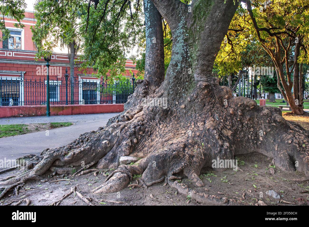 Ombu tree buenos aires hires stock photography and images Alamy