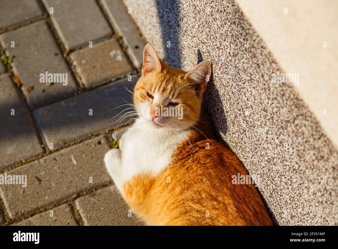A cute ginger cat enjoying the sunlight while lying under a wall Stock Photo