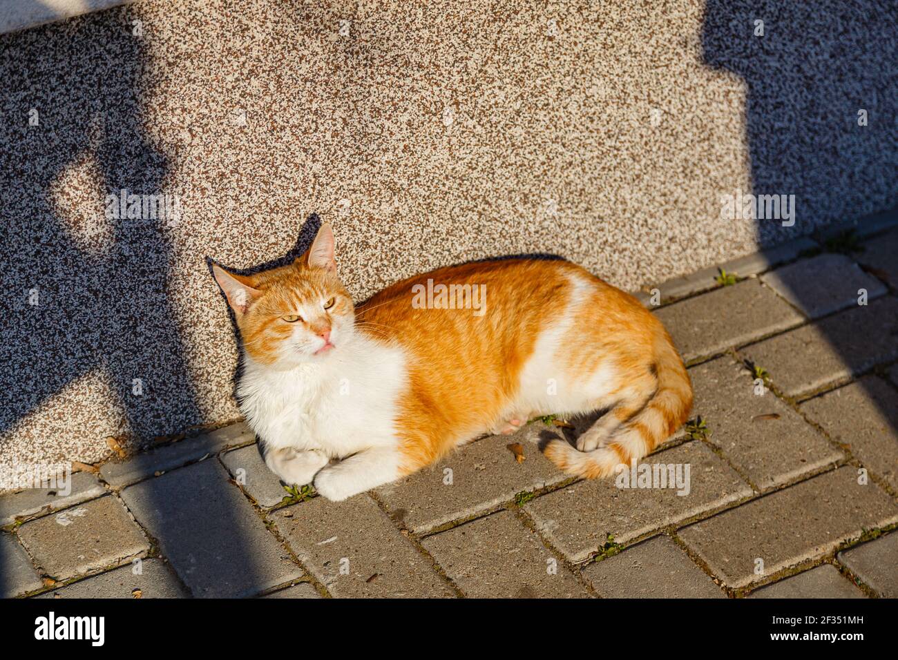 A cute ginger cat enjoying the sunlight while lying under a wall Stock Photo