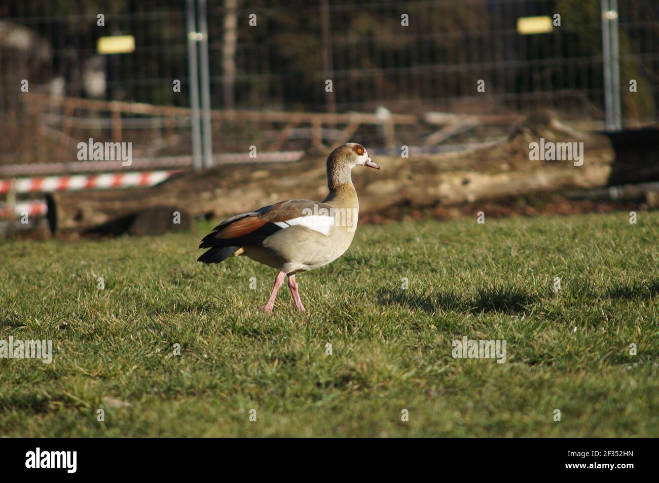 Egyptian geese are an invasive species in Frankfurt, Germany. They establish themselves in parks and gardens in urban areas. Stock Photo