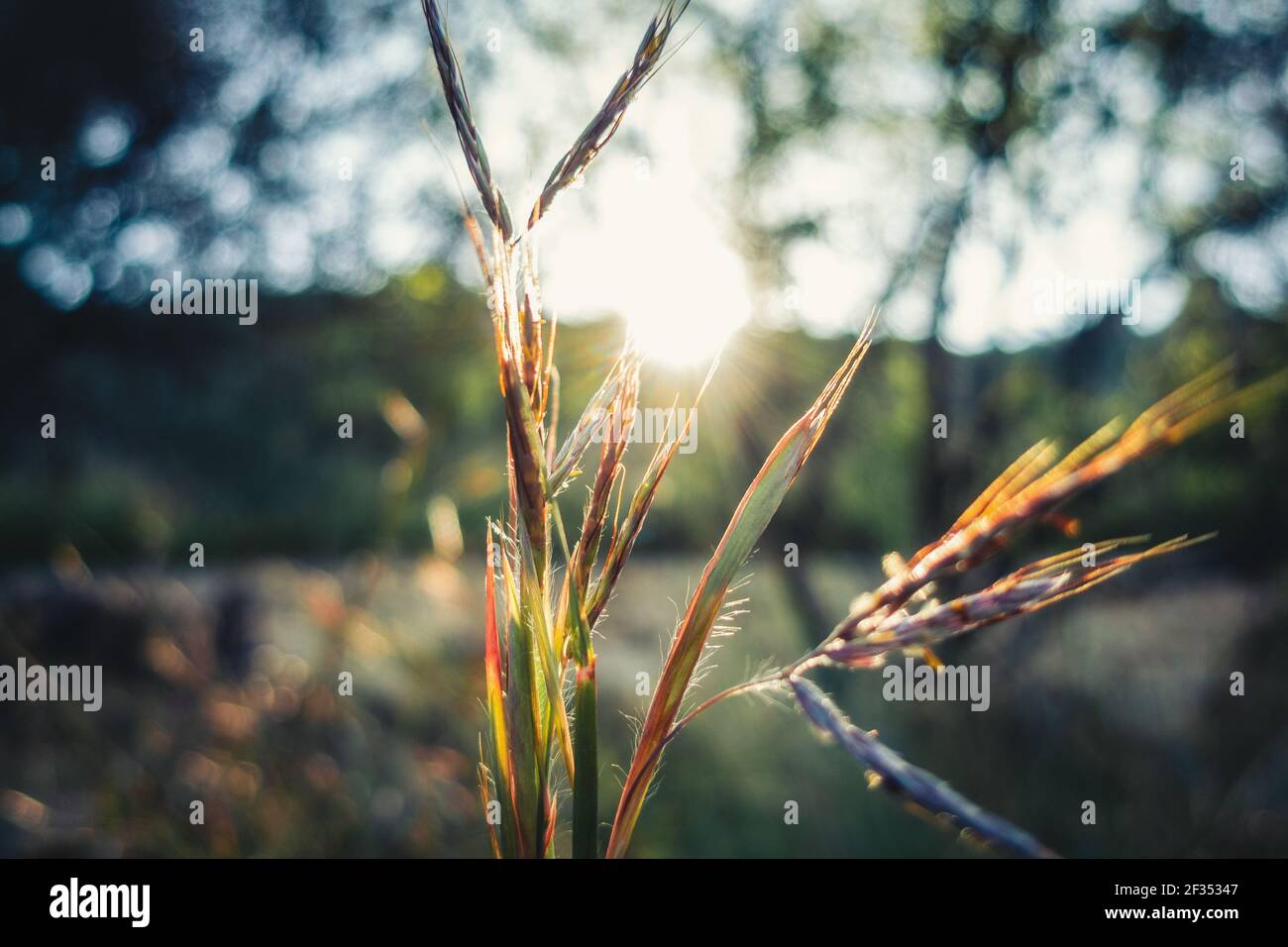 A selective focus shot of sorghastrum nutans, commonly known as indiangrass under the sunlight Stock Photo