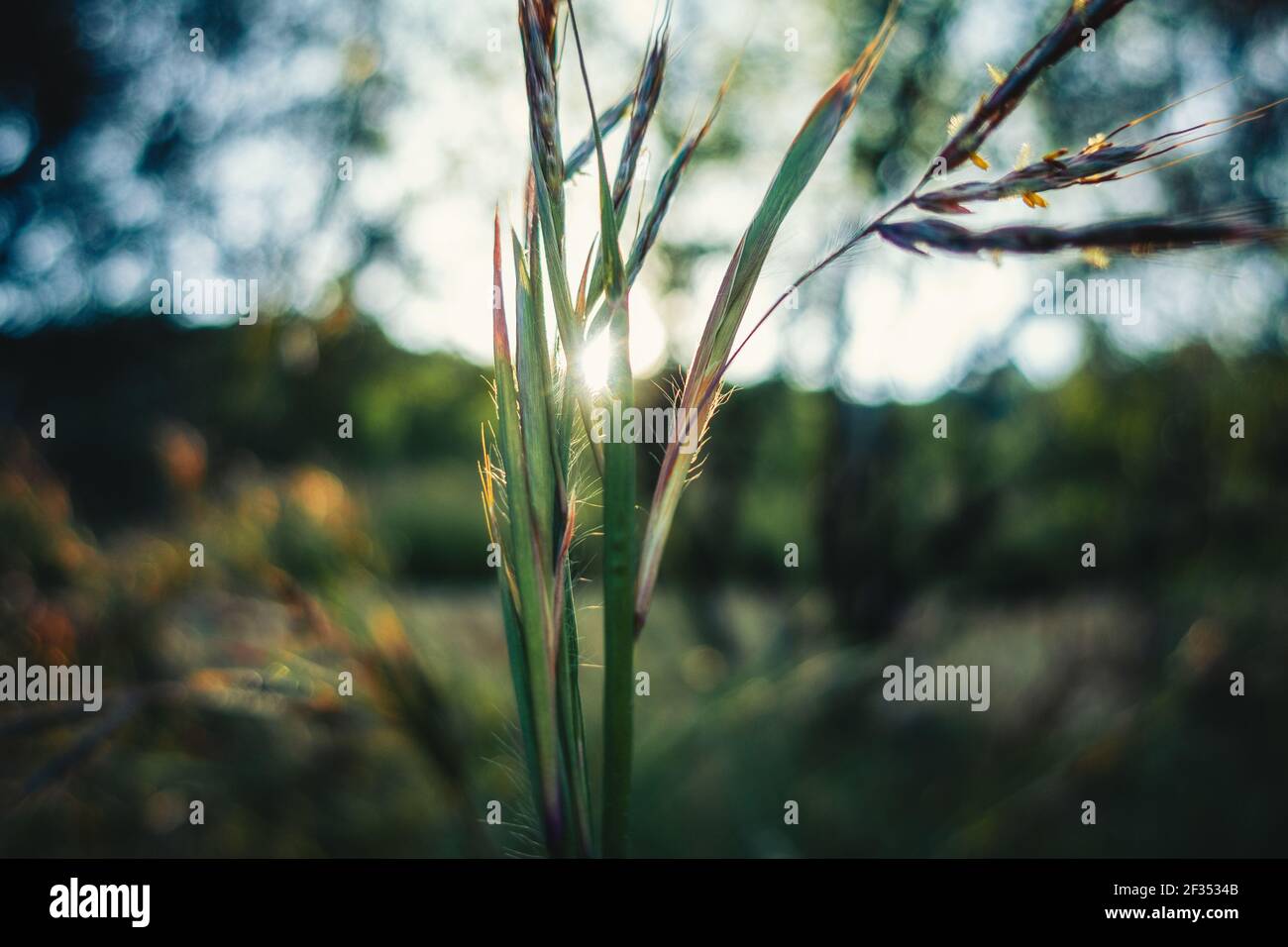 A selective focus shot of sorghastrum nutans, commonly known as indiangrass under the sunlight Stock Photo