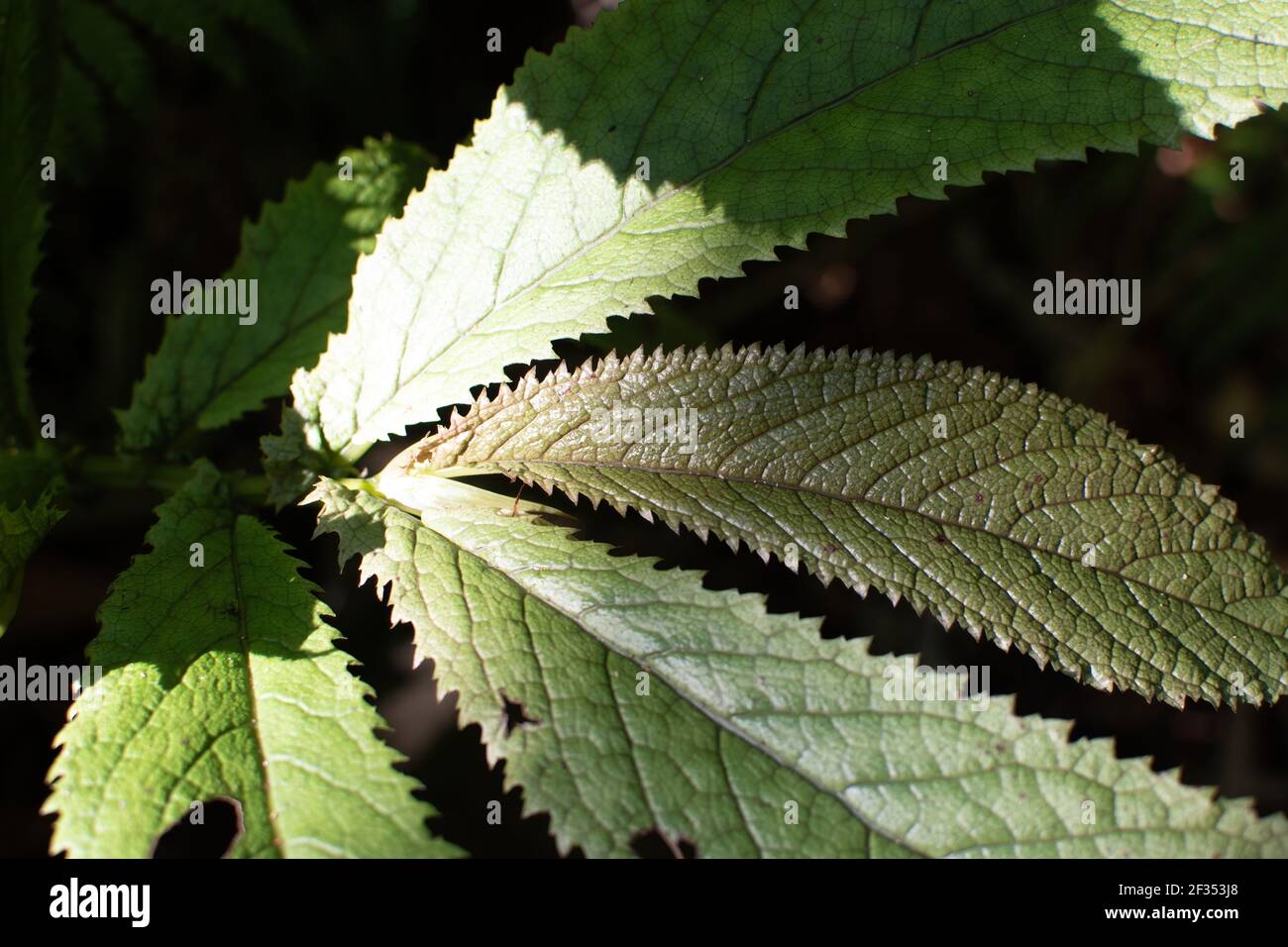 Close-up view of New Zealand begonia leaves. Elatostema rugosum ...