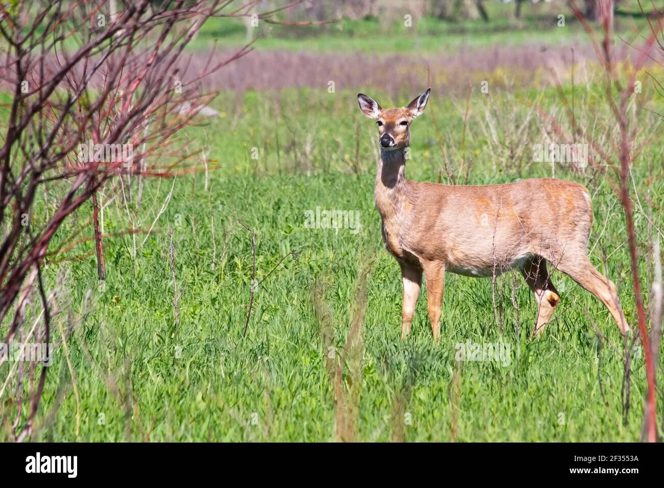 Female deer alert and poised looking through the green grassland she's wandering. Stock Photo