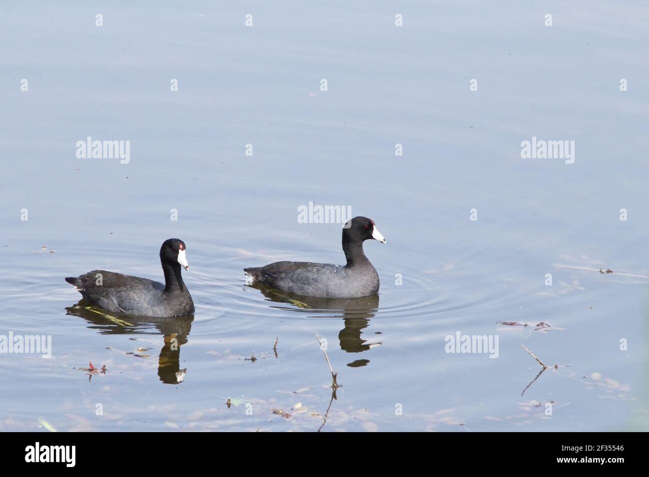 Couple of American Coots swimming peacefully together on a rippling pond Stock Photo